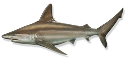 Sandbar Shark